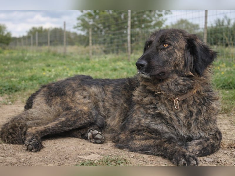 Kämpferin Mascha sucht ihr Für-immer-Zuhause