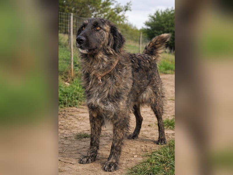 Kämpferin Mascha sucht ihr Für-immer-Zuhause