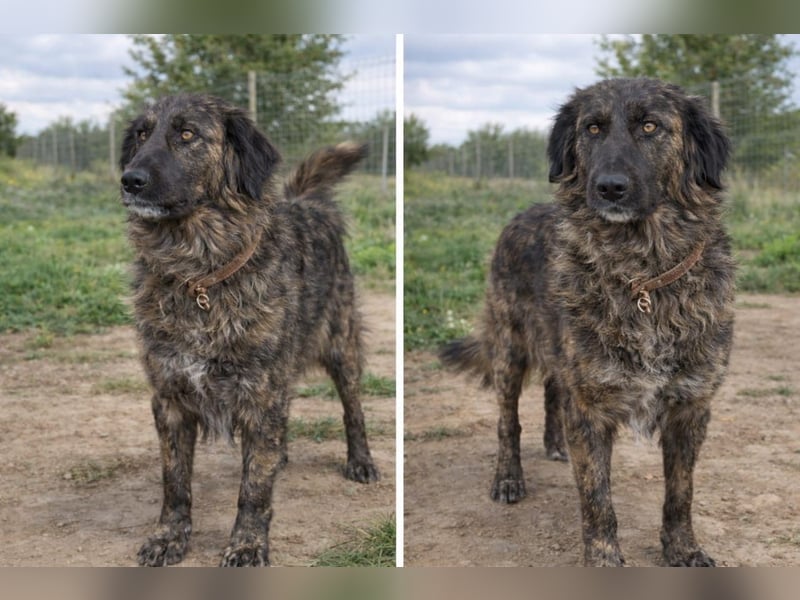 Kämpferin Mascha sucht ihr Für-immer-Zuhause