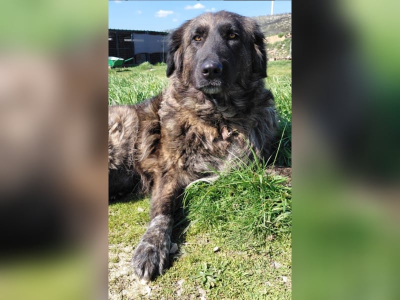 Kämpferin Mascha sucht ihr Für-immer-Zuhause