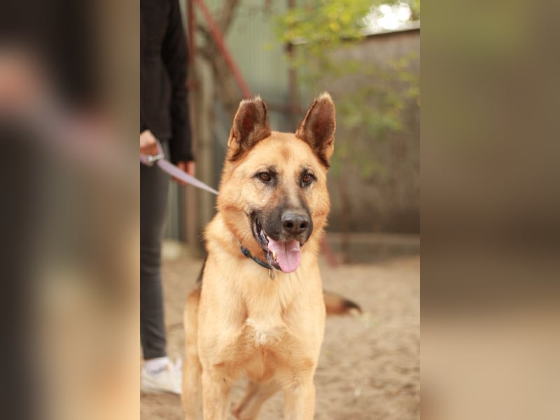 HEROLD - Aktiver, energiegeladener Schäferhund-Mix