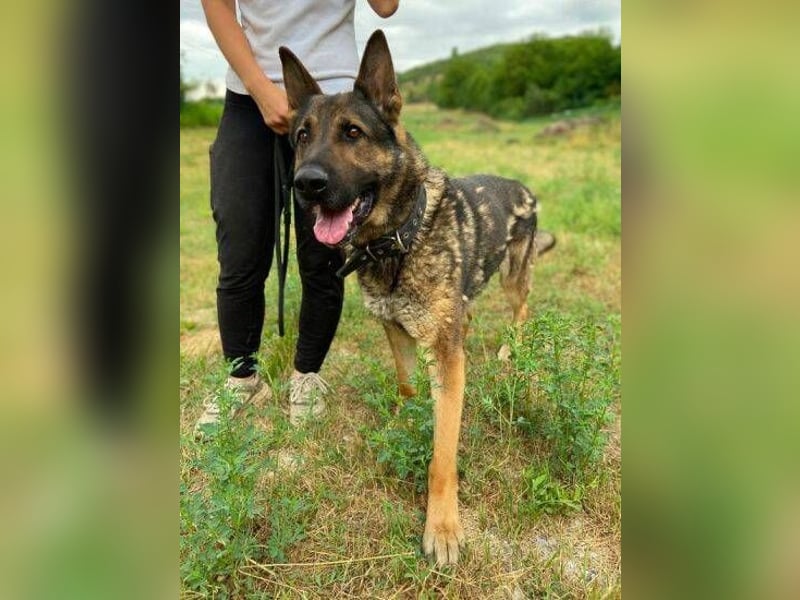 DIESEL ist ein bildschöne Kerl