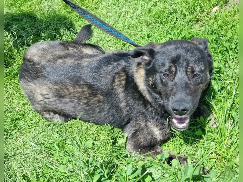 Mirko