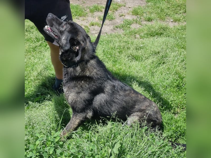 Mirko