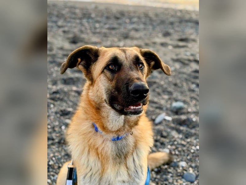 Riesenbaby Cinnamon sucht eine Familie