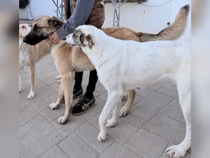 Riesenbaby Cinnamon sucht eine Familie