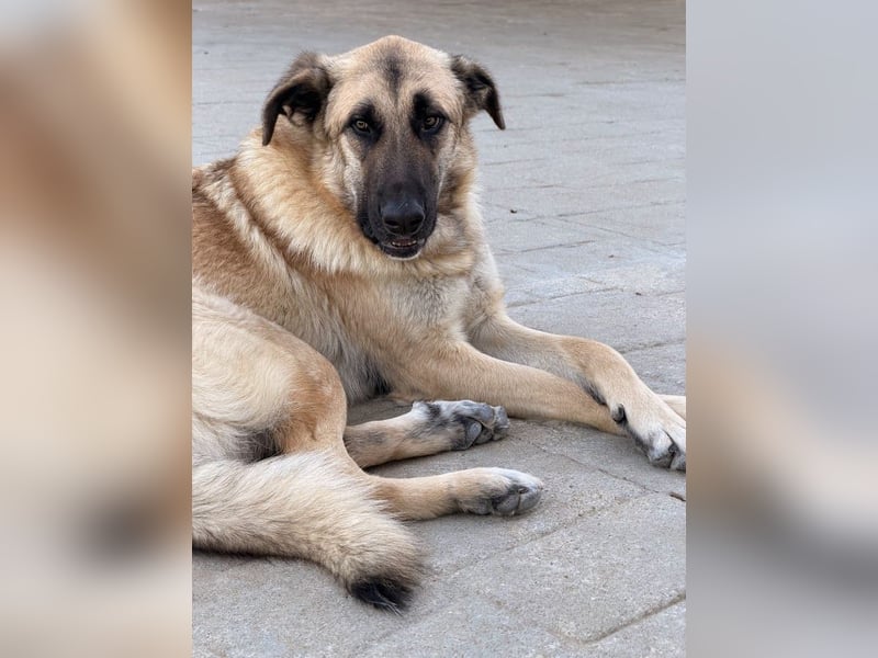 Riesenbaby Cinnamon sucht eine Familie