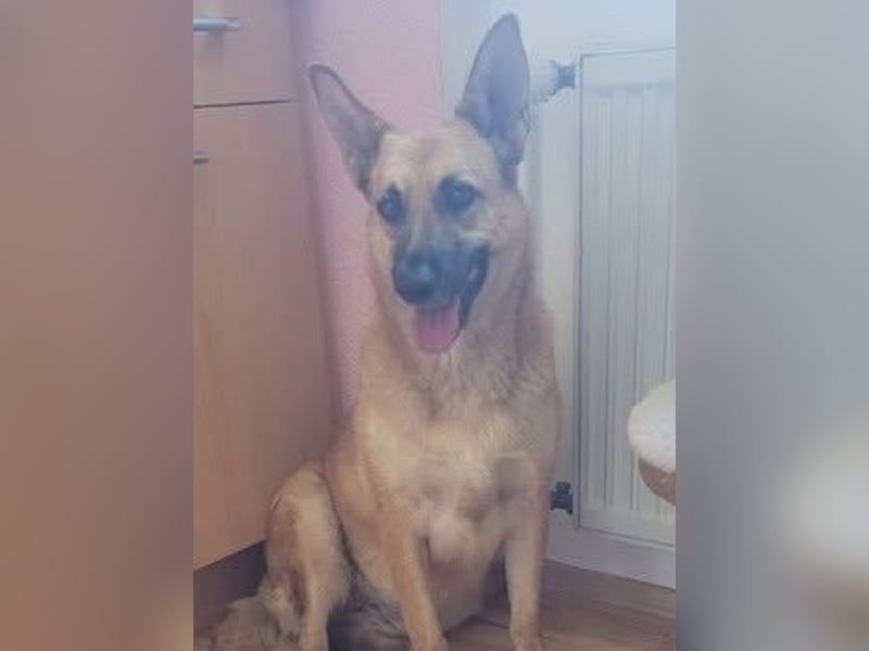 Schmuckstück AMBER sucht ihr Zuhause