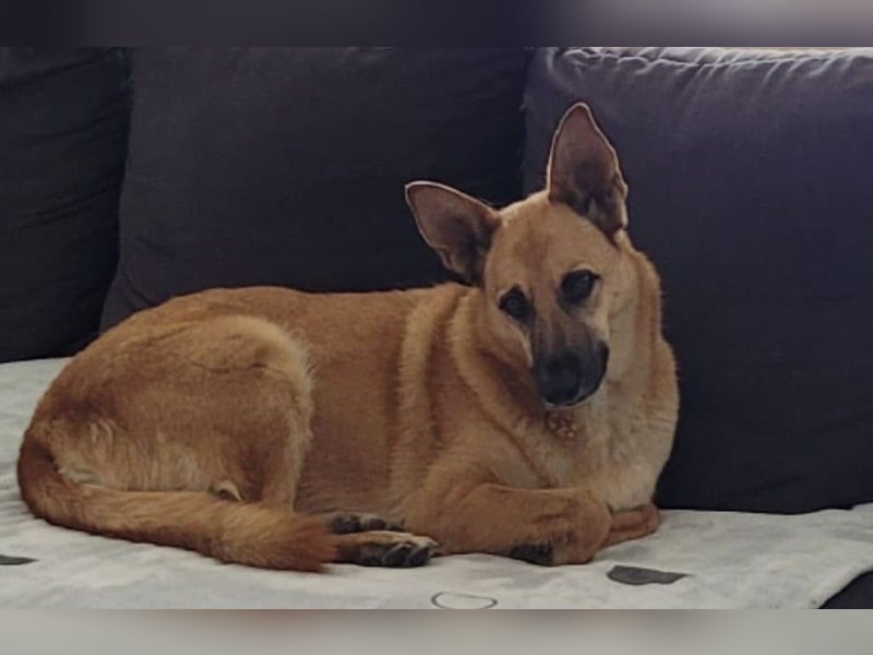 Schmuckstück AMBER sucht ihr Zuhause