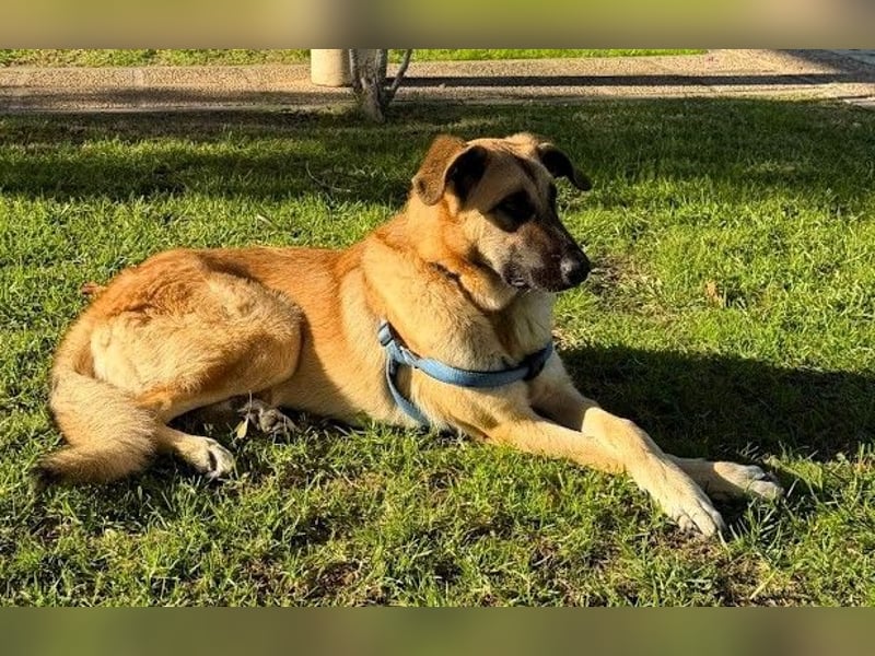 Riesenbaby Cinnamon sucht eine Familie