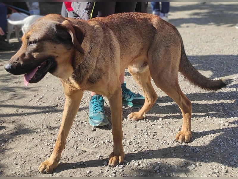 Traumhund RYDER wartet auf seine Familie