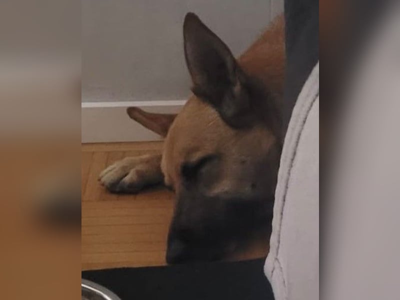 Schmuckstück AMBER sucht ihr Zuhause