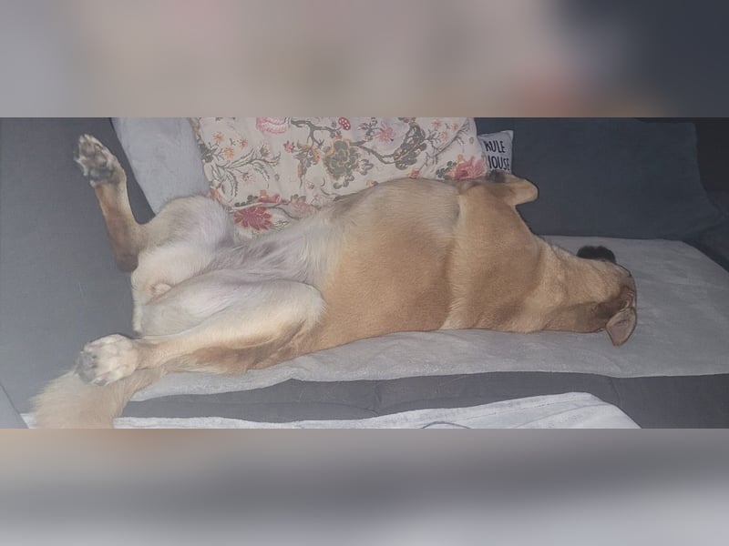 Schmuckstück AMBER sucht ihr Zuhause