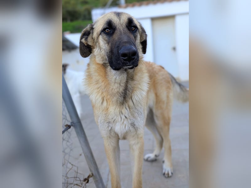 Riesenbaby Cinnamon sucht eine Familie