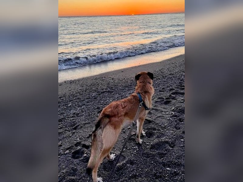 Riesenbaby Cinnamon sucht eine Familie