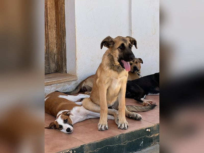 Riesenbaby Cinnamon sucht eine Familie