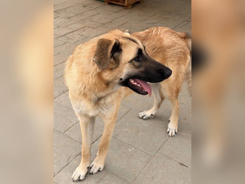 Riesenbaby Cinnamon sucht eine Familie