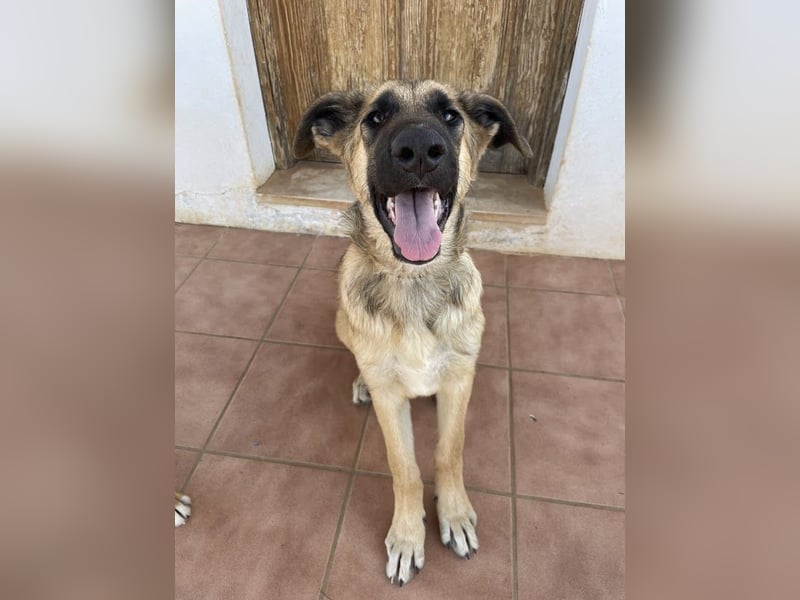 Riesenbaby Cinnamon sucht eine Familie