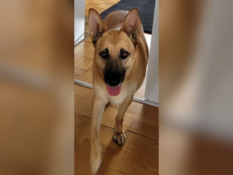 Schmuckstück AMBER sucht ihr Zuhause