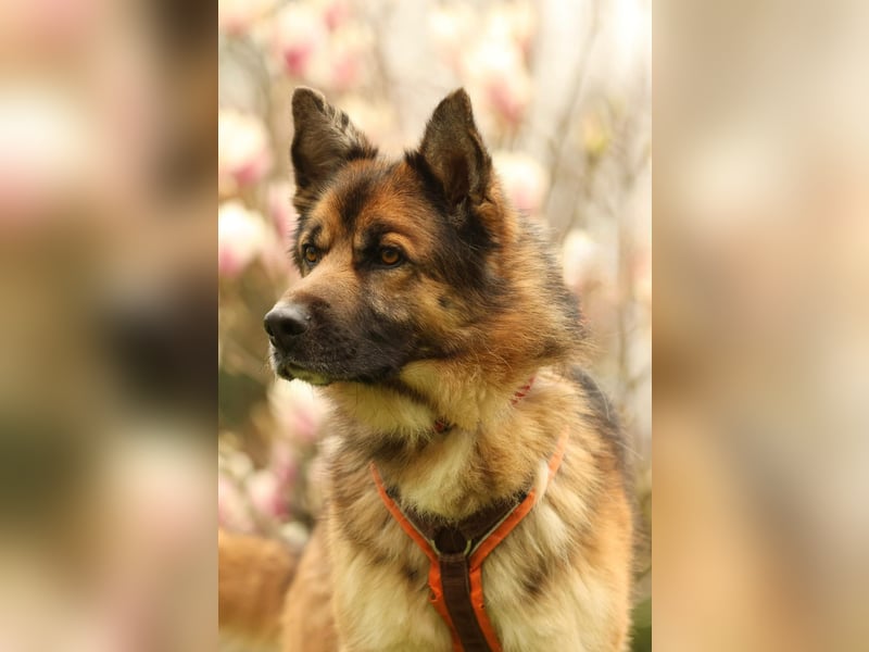 Barny sucht ein erfahrenes und strukturiertes Zuhause..