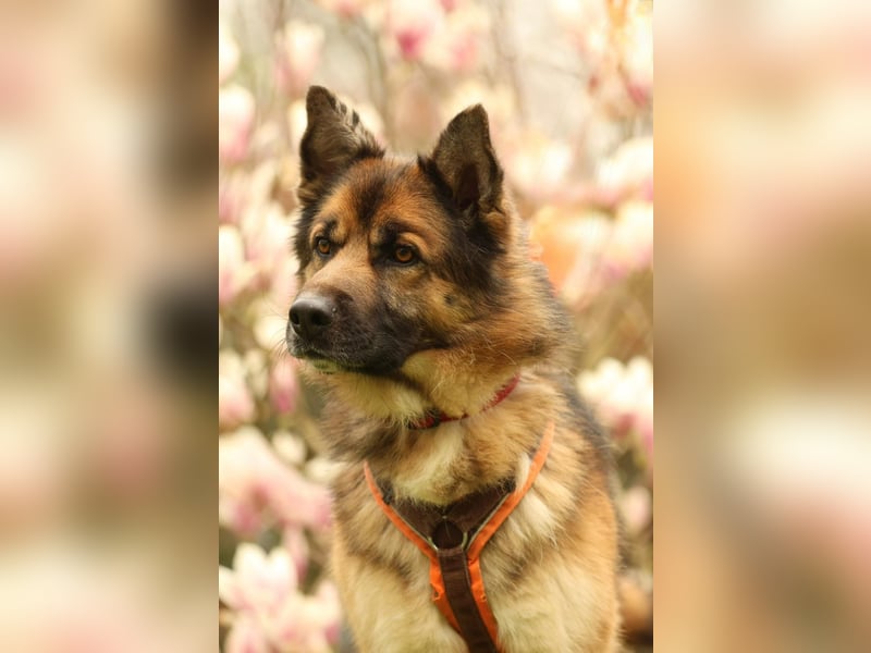 Barny sucht ein erfahrenes und strukturiertes Zuhause..