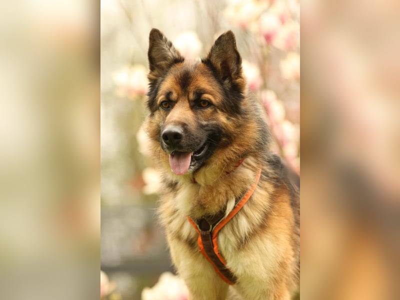 Barny sucht ein erfahrenes und strukturiertes Zuhause..