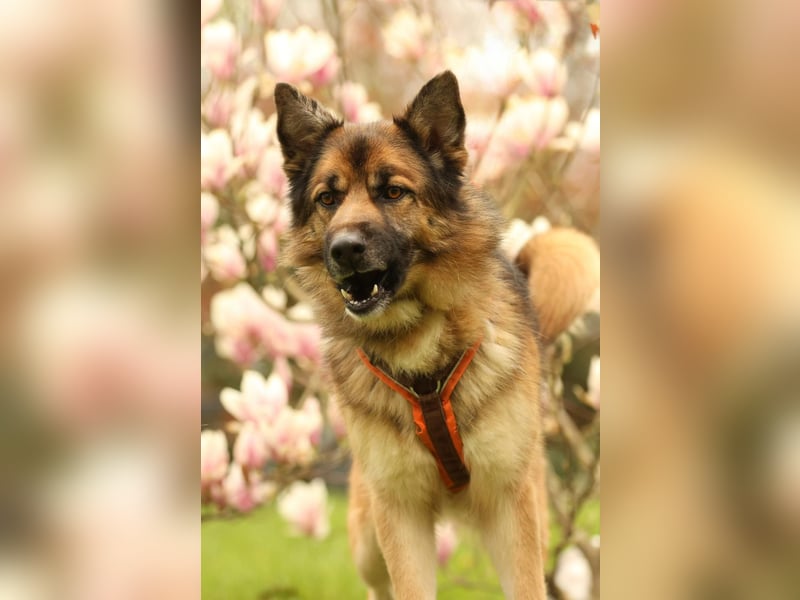 Barny sucht ein erfahrenes und strukturiertes Zuhause..