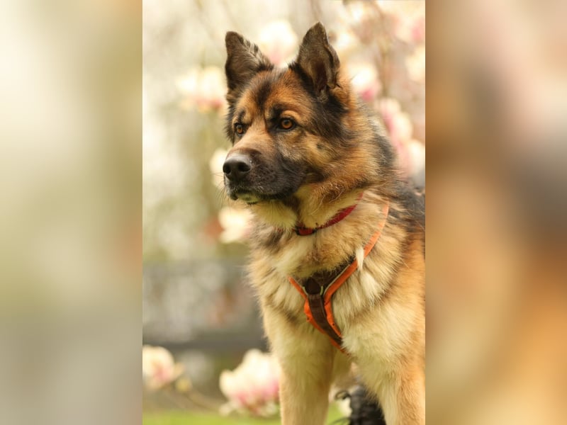 Barny sucht ein erfahrenes und strukturiertes Zuhause..