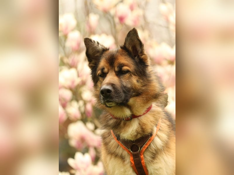 Barny sucht ein erfahrenes und strukturiertes Zuhause..