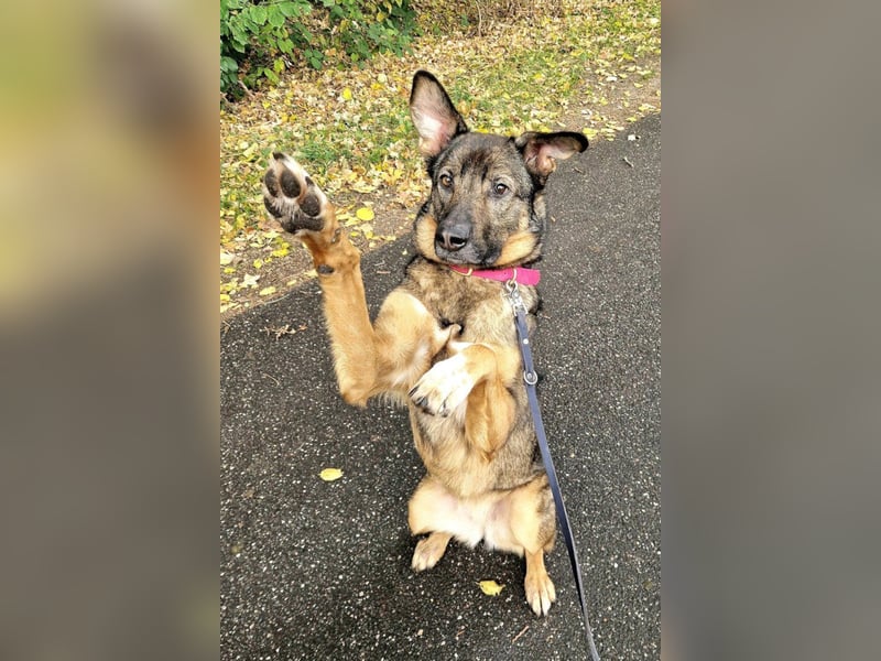 Schäfi-Mix ♥Nelli♥ wartet in 25474 Bönningstedt Schäfi-Mix ♥Nelli♥ wartet in 25474 Bönningstedt