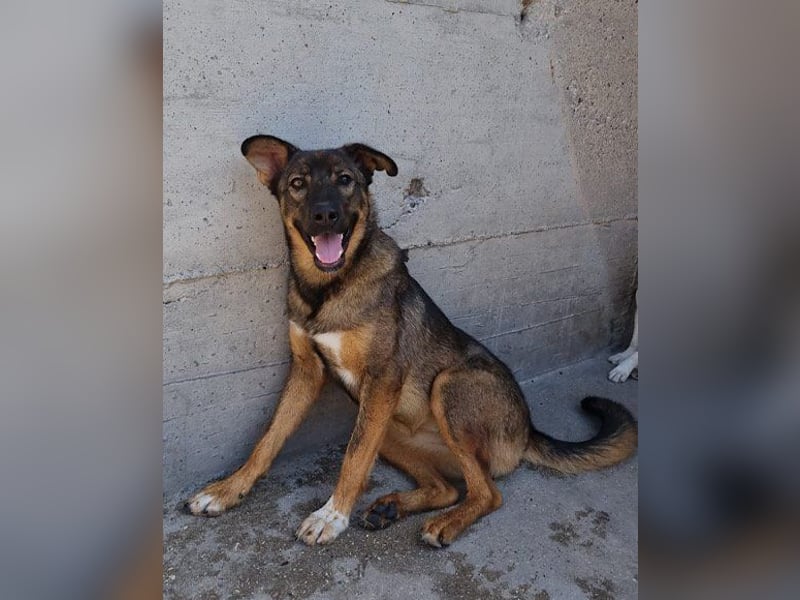 Kluge Nelli wartet in 25474 Bönningstedt