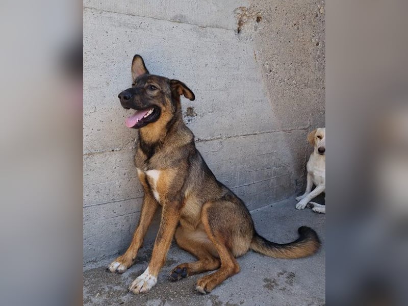 Lerne Nelli in 25474 Bönningstedt kennen