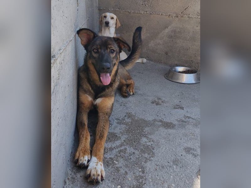 Intelligente Nelli wartet in 25474 Bönningstedt