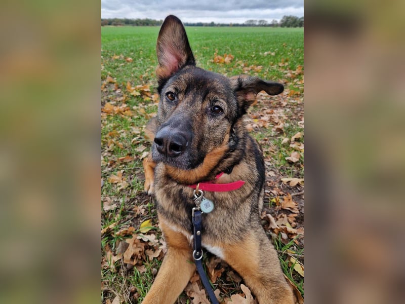 Schäfi-Mix ♥Nelli♥ wartet in 25474 Bönningstedt Schäfi-Mix ♥Nelli♥ wartet in 25474 Bönningstedt