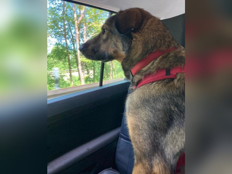 Lerne Nelli in 25474 Bönningstedt kennen ❤