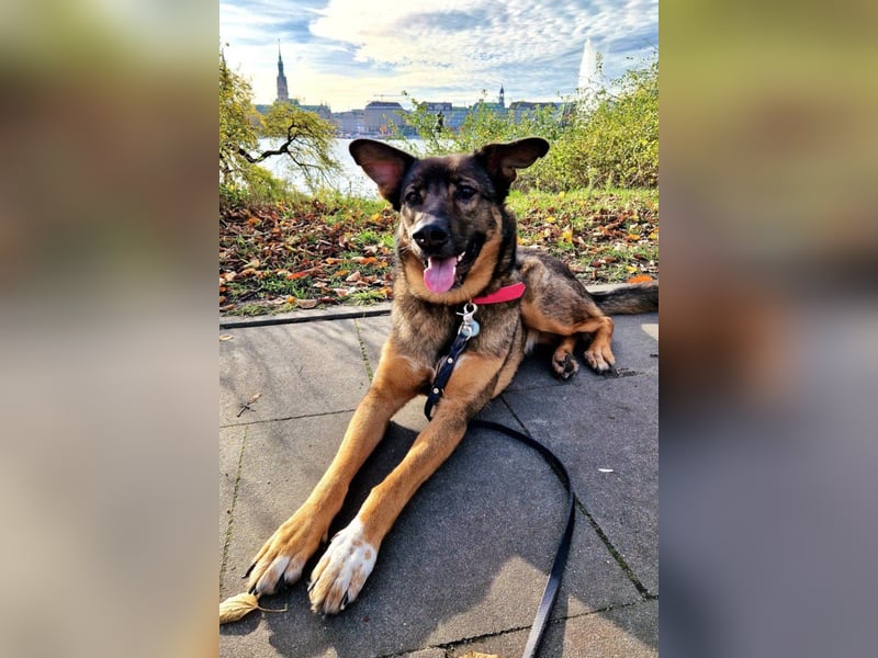 Schäfi-HSH-Mix ♥Nelli♥ wartet in 25474 Bönningstedt