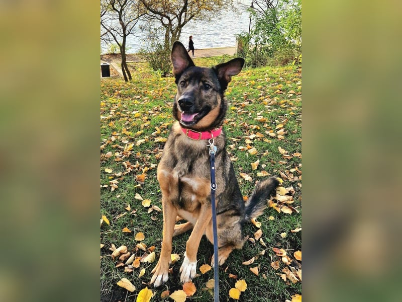 Schäfi-HSH-Mix ♥Nelli♥ wartet in 25474 Bönningstedt