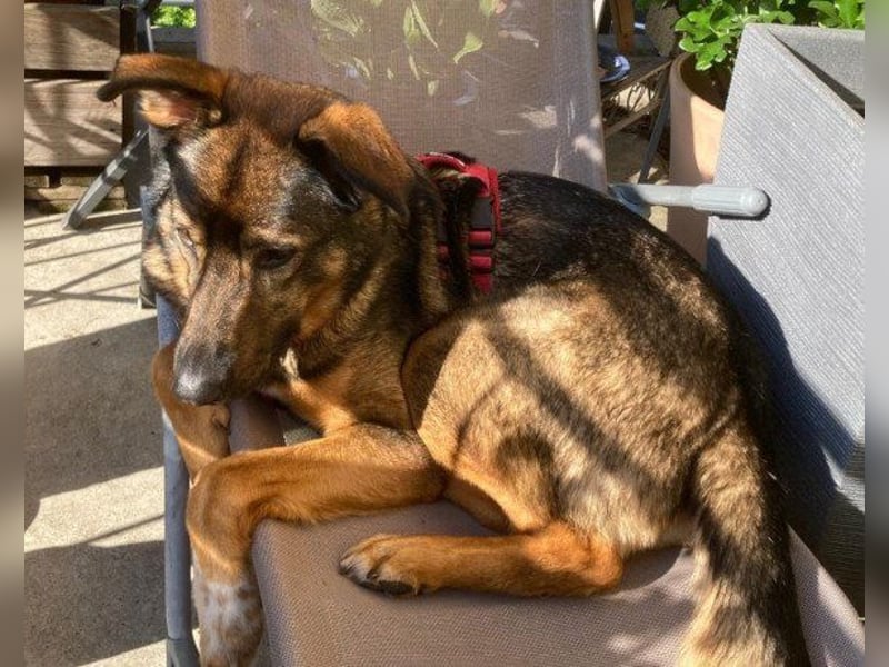 Intelligente Nelli wartet in 25474 Bönningstedt