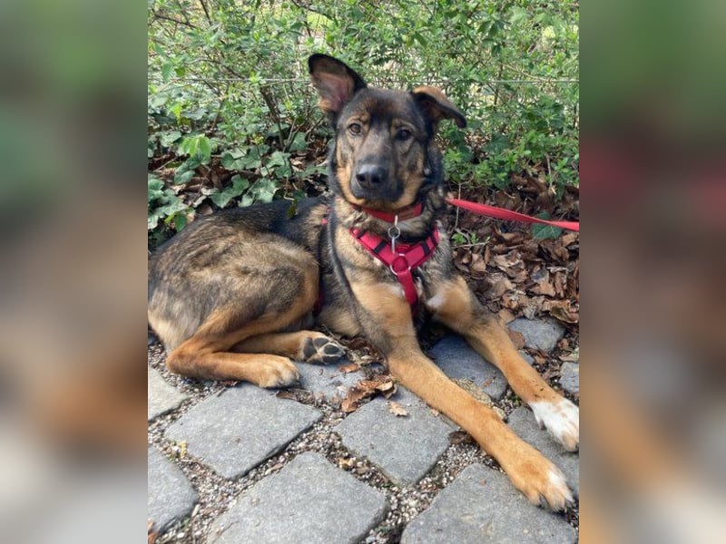 Schäfi-Mix ♥Nelli♥ wartet in 25474 Bönningstedt Schäfi-Mix ♥Nelli♥ wartet in 25474 Bönningstedt