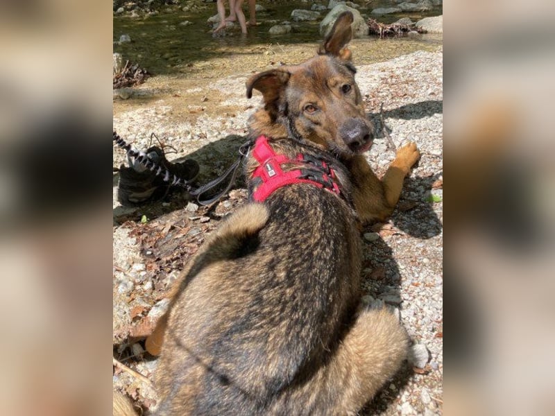 Schäfi-Mix ♥Nelli♥ wartet in 25474 Bönningstedt Schäfi-Mix ♥Nelli♥ wartet in 25474 Bönningstedt