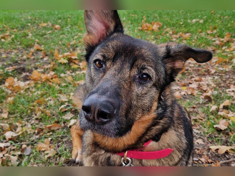 Schäfi-Mix ♥Nelli♥ wartet in 25474 Bönningstedt Schäfi-Mix ♥Nelli♥ wartet in 25474 Bönningstedt