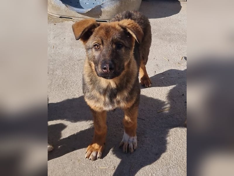 Schäfi-Mix ♥Nelli♥ wartet in 25474 Bönningstedt Schäfi-Mix ♥Nelli♥ wartet in 25474 Bönningstedt