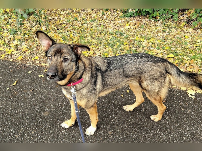 Schäfi-Mix ♥Nelli♥ wartet in 25474 Bönningstedt Schäfi-Mix ♥Nelli♥ wartet in 25474 Bönningstedt