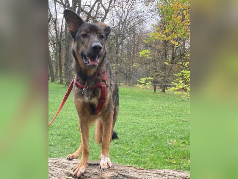 Besuche Nelli in 25474 Bönningstedt