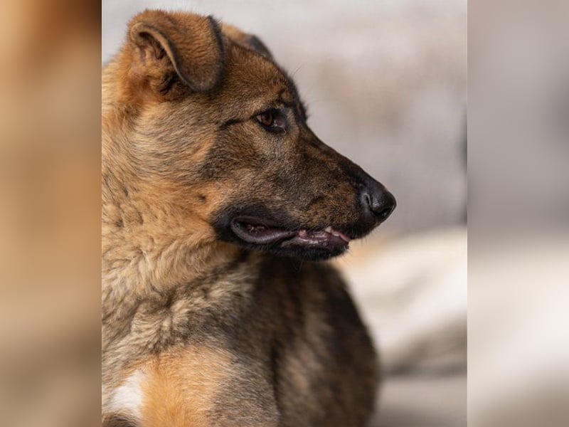 Schäfi-Mix ♥Nelli♥ wartet in 25474 Bönningstedt Schäfi-Mix ♥Nelli♥ wartet in 25474 Bönningstedt