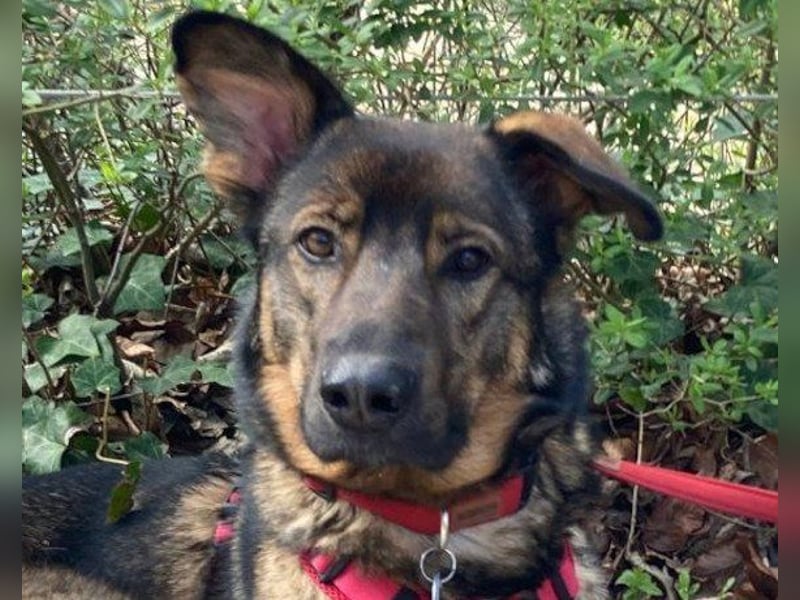 Schäfi-Mix ♥Nelli♥ wartet in 25474 Bönningstedt Schäfi-Mix ♥Nelli♥ wartet in 25474 Bönningstedt