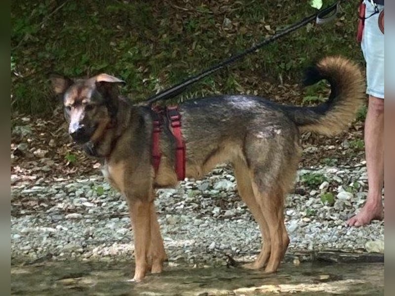 Schäfi-Mix ♥Nelli♥ wartet in 25474 Bönningstedt Schäfi-Mix ♥Nelli♥ wartet in 25474 Bönningstedt