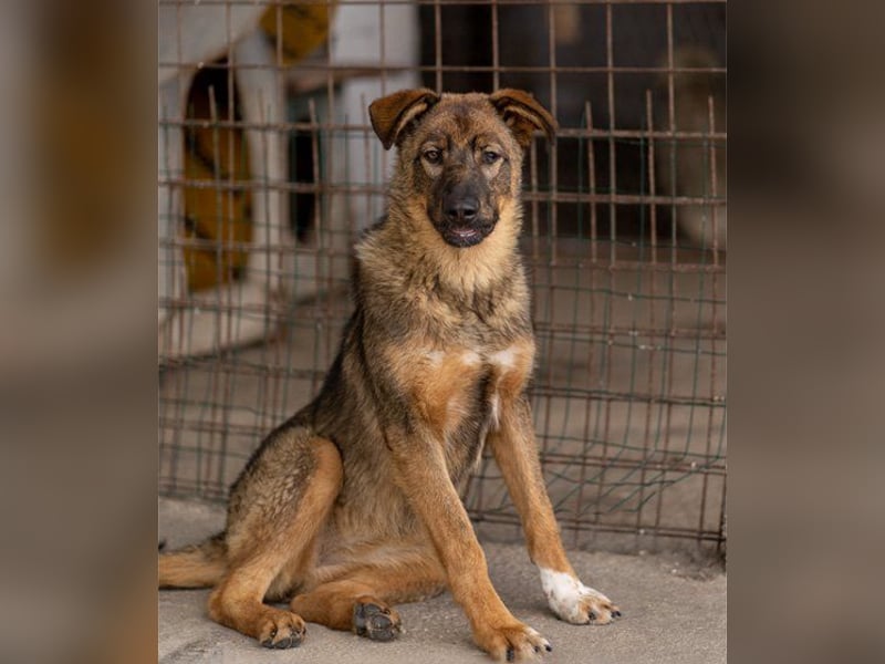 Schäfi-Mix ♥Nelli♥ wartet in 25474 Bönningstedt Schäfi-Mix ♥Nelli♥ wartet in 25474 Bönningstedt