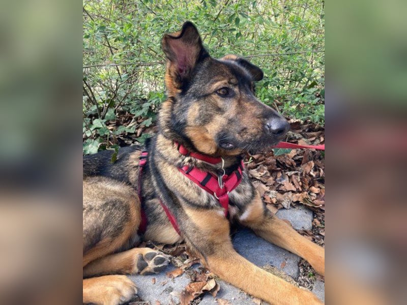 Schäfi-Mix ♥Nelli♥ wartet in 25474 Bönningstedt Schäfi-Mix ♥Nelli♥ wartet in 25474 Bönningstedt