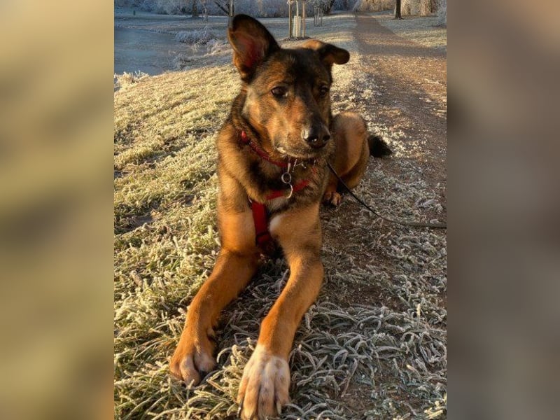 Kluge Nelli wartet in 25474 Bönningstedt